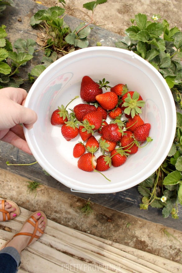 did you know pick your own fruit farms are usually free to visit and you just pay for what you pick!? perfect cheap, fun activity!