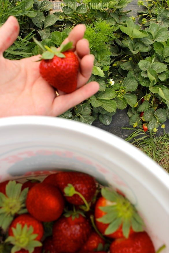 did you know pick your own fruit farms are usually free to visit and you just pay for what you pick!? perfect cheap, fun activity!