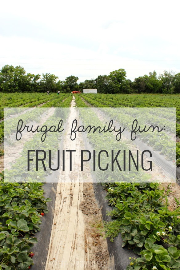 did you know pick your own fruit farms are usually free to visit and you just pay for what you pick!? perfect cheap, fun activity!