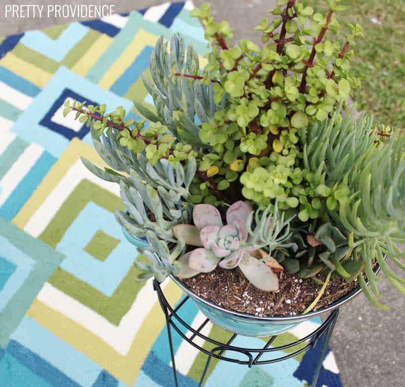 patio-makeover-succulent