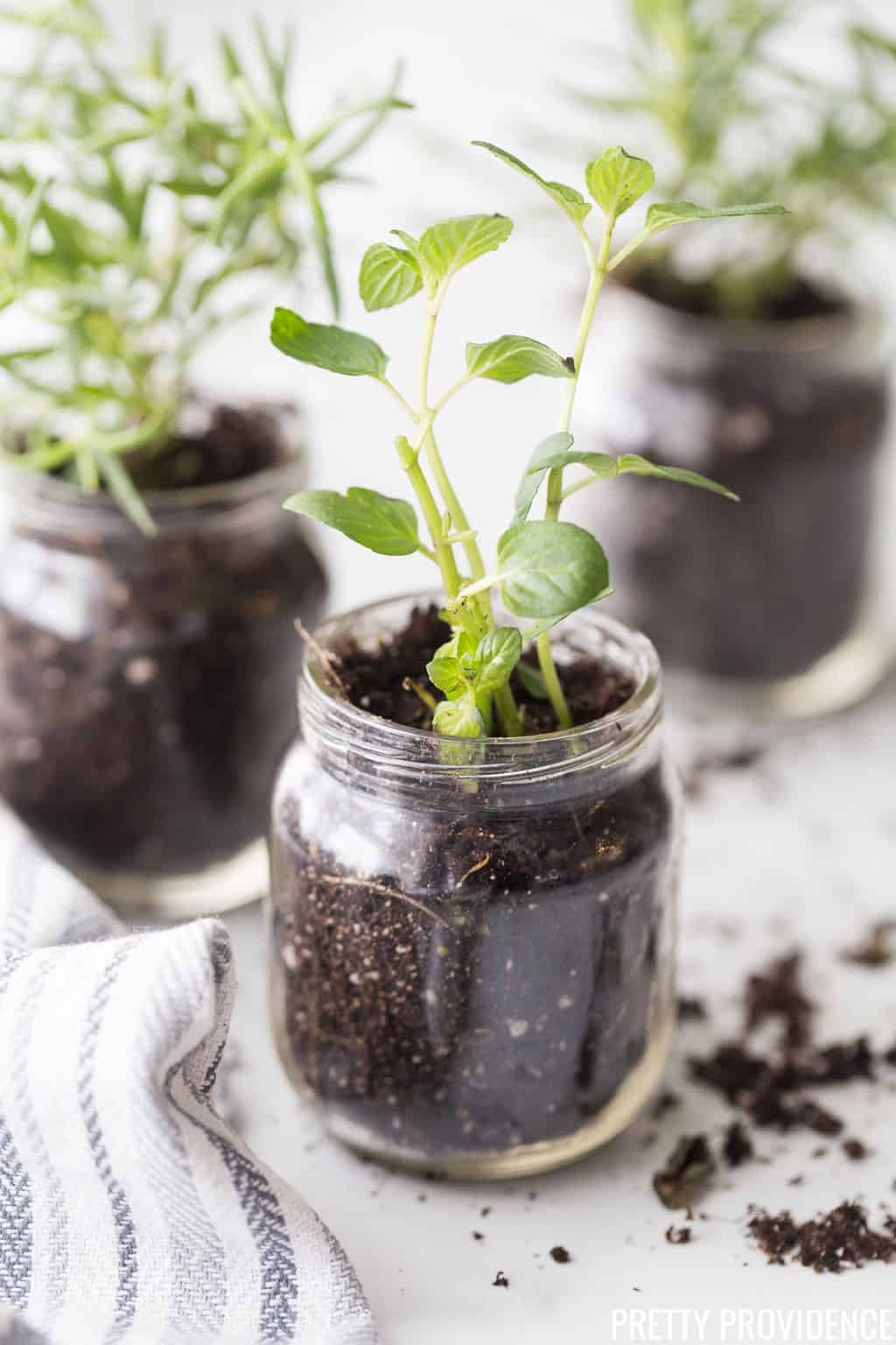 Rosemary and Mint herbs in baby food jars