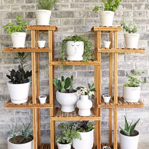 Vertical herb garden on plant shelf in white pots
