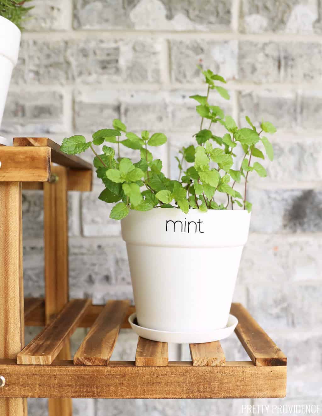 Mint plant in a white pot with 'mint' word in vinyl on the pot
