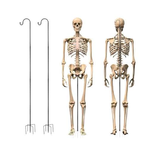 Yard skeleton pose stands next to a skeleton using a stand with a white background.